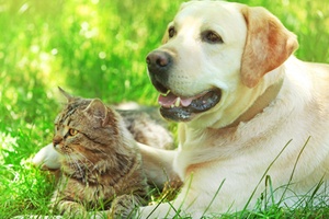 Friendly dog and cat resting over green grass background